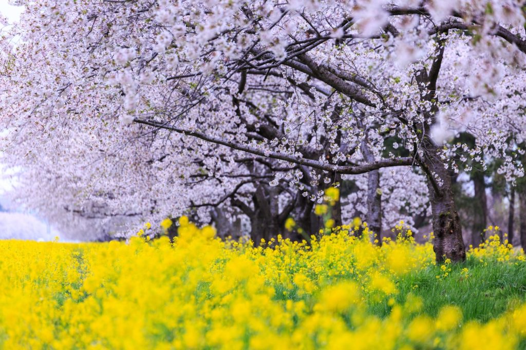 夢占い 桜の夢の意味を紹介 花見してたり散っている場合の意味とは