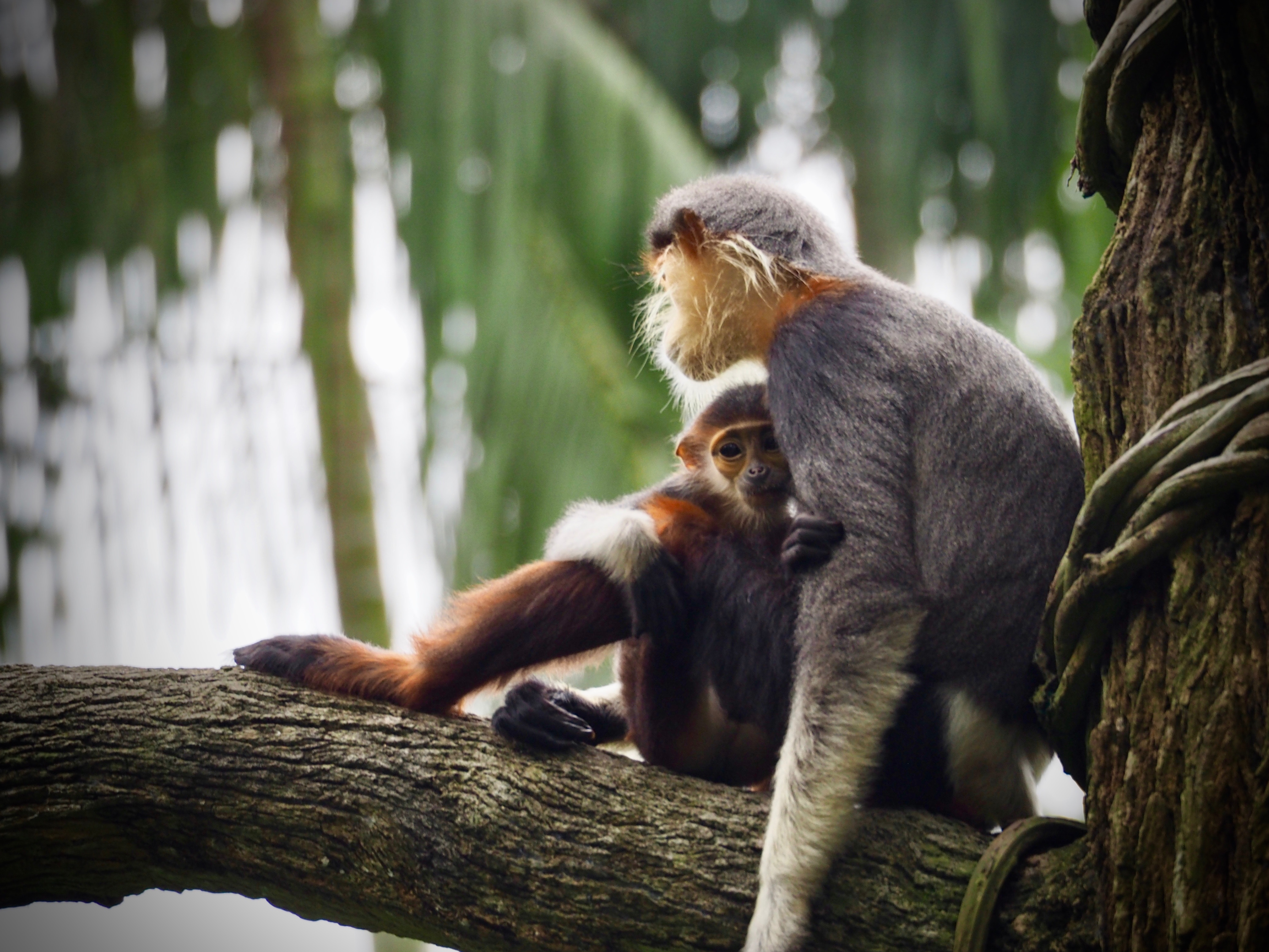 動物占い 猿の性格や特徴とは 6つのタイプ別での特徴も知ろう
