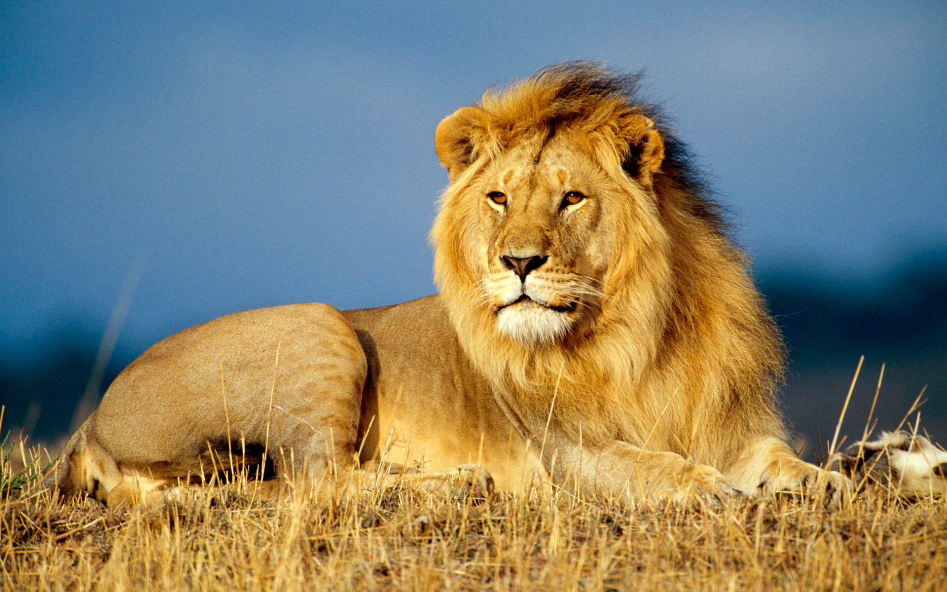 動物占い ライオンの性格や恋愛の特徴を知ろう 相性の良い動物は