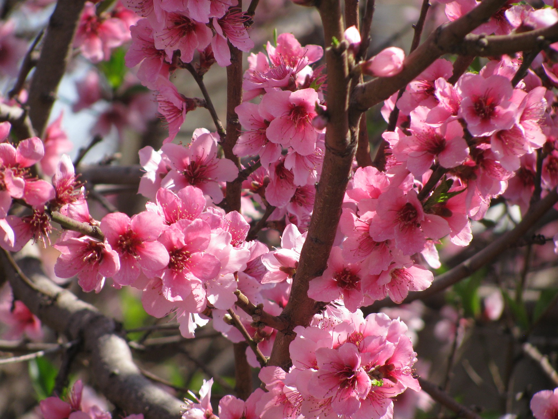 桃の花言葉の意味や名前の由来を紹介 英語圏で意味が変わる
