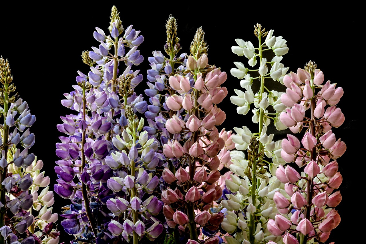 ルピナスの花言葉を色別に紹介 品種や特徴も知っておこう